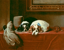 The Cavalier Pets